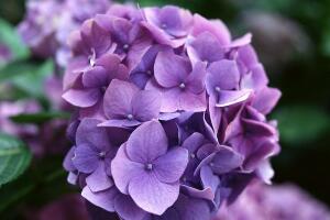 繡球花怎么養(yǎng)，繡球花的養(yǎng)殖方法"