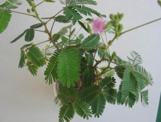 含羞草怎么養(yǎng)護(hù)，老農(nóng)總結(jié)五點(diǎn)最實(shí)用方法"