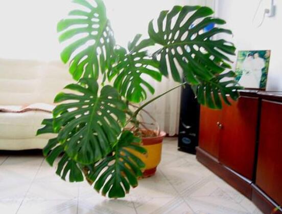 龜背竹的修剪方法圖解，主要以整株、枝頂、整修修剪為主"