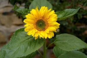 向日葵有毒嗎，向日葵能放在室內(nèi)嗎/無毒可以放"