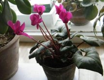 仙客來(lái)為什么不開(kāi)花，仙客來(lái)不開(kāi)花怎么辦"