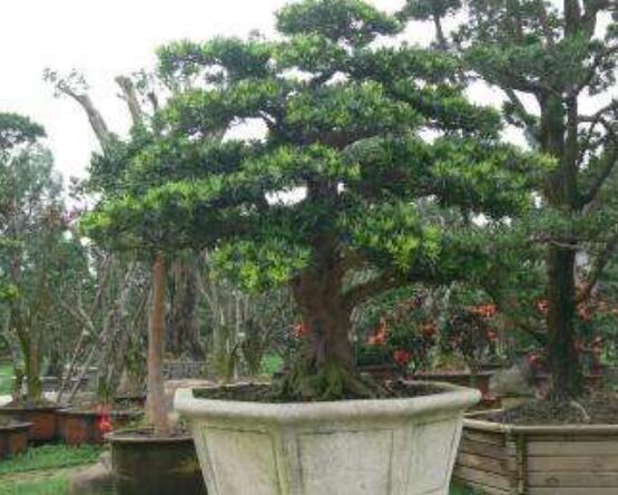 羅漢松造型最佳時間，每年7-8月份最好(生長旺盛期)"