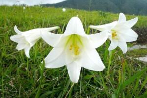 盆栽百合花施什么肥好，百合花怎么施肥/施用氮肥"