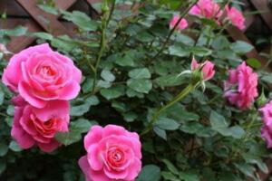 盆栽月季花的養(yǎng)殖方法，保證每天6小時(shí)的光照時(shí)間"