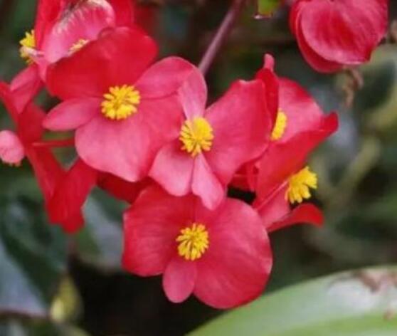 草本海棠花的養(yǎng)殖方法，老農(nóng)總結(jié)出七大最簡單養(yǎng)殖方法"