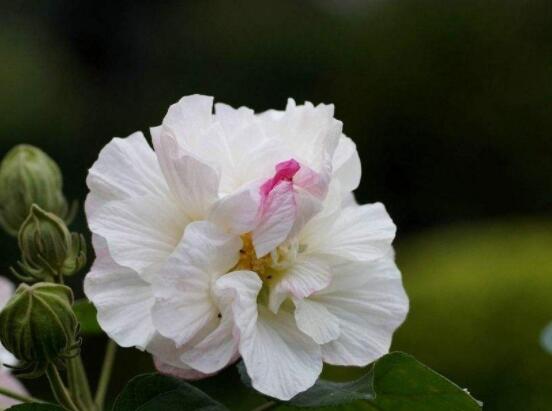 芙蓉花的功效與作用，凈化空氣、固土護坡、調(diào)經(jīng)止血"