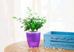 九里香怎么澆水，九里香多久澆一次水"