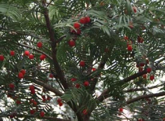 紅豆杉泡水喝的功效，防癌抗癌、增強免疫力、消炎抑菌"