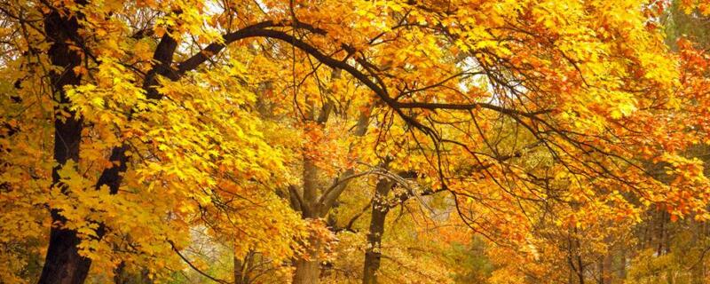 梧桐樹寓意是什么意思"