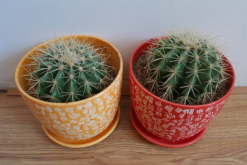 仙人球可以用沙子養(yǎng)嗎，光使用沙子是養(yǎng)不活的"