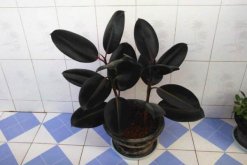 橡皮樹葉子怎么扦插，只需要簡單的幾步即可完成"