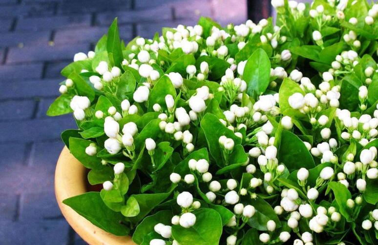 茉莉的養(yǎng)殖方法和注意事項，過多的澆水會導致茉莉死亡"