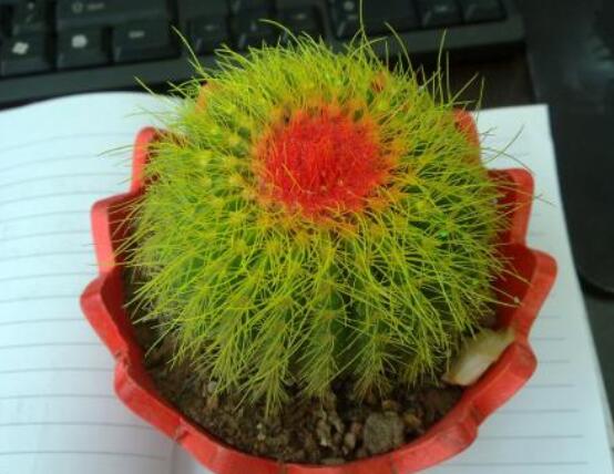 仙人球的作用與功效，美化環(huán)境、凈化空氣"