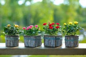 迷你玫瑰的養(yǎng)殖方法和注意事項(xiàng)，可追施1~2次發(fā)酵淘米水"