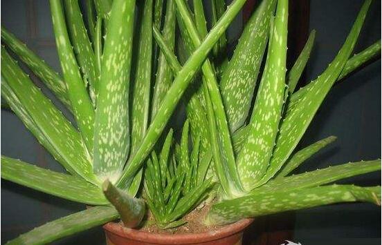 蘆薈的繁殖方法，五種方法蘆薈盆盆爆滿"