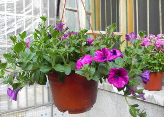 牽?；ǖ钠贩N，盤(pán)點(diǎn)牽?；ㄗ蠲赖牧笃贩N"