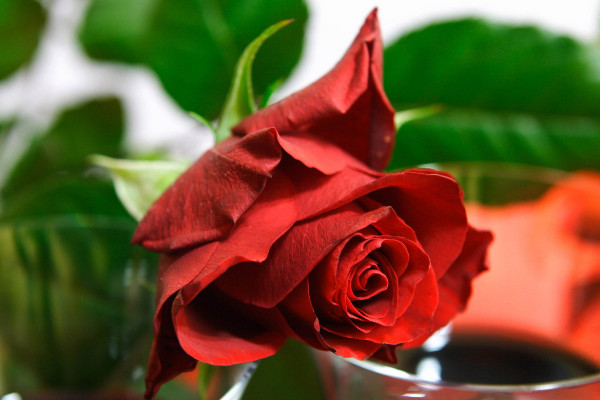 玫瑰花葉子枯萎怎么辦，調(diào)整肥量/改善濕度/減少光照"