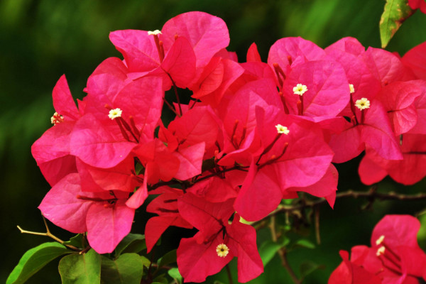 三角梅冬季養(yǎng)護技巧及注意事項，控制溫度在12~16℃之間