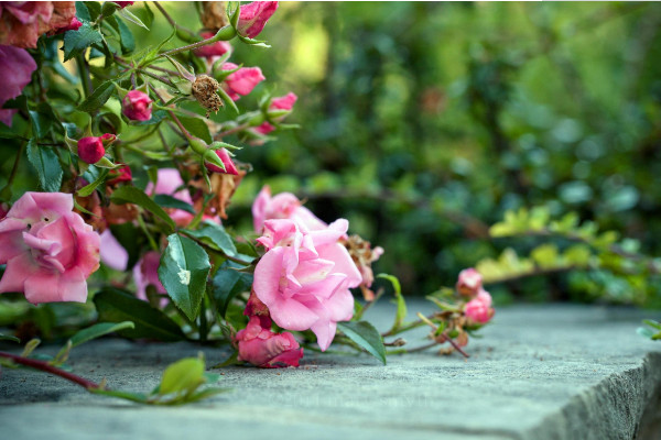 粉紅色玫瑰花代表什么，美好的初戀/愛(ài)的宣言等"