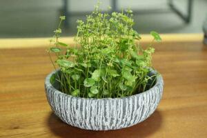 銅錢(qián)草什么時(shí)候開(kāi)花，銅錢(qián)草花期多長(zhǎng)時(shí)間（四個(gè)月）"