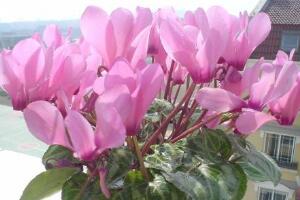 仙客來花有毒嗎，孕婦可以養(yǎng)仙客來嗎/可以僅供觀賞"