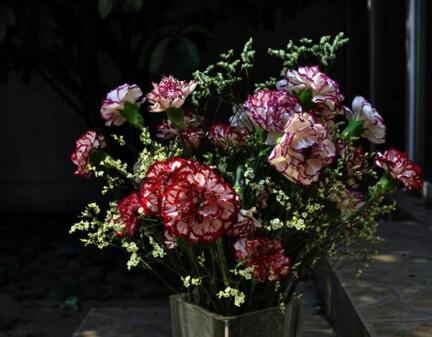 怎么延長(zhǎng)康乃馨的花期，需要從養(yǎng)殖中的四個(gè)方面入手"