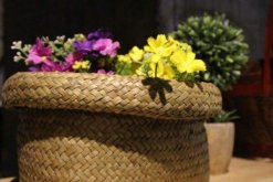 菊花能放在臥室嗎，可以放但是晚上要搬出臥室"