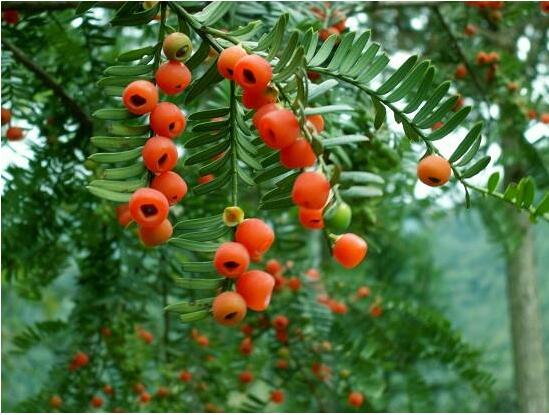 紅豆杉病蟲害的防治方法，莖腐病和白絹病是罪魁禍?zhǔn)?