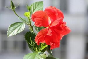 木菊花的養(yǎng)殖方法，生長期可7~10天追肥一次"