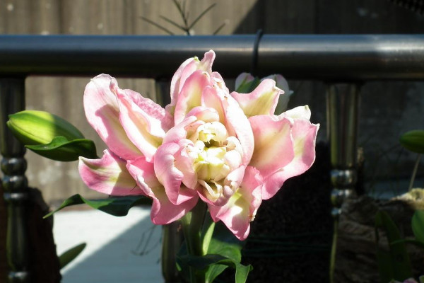 重瓣百合花語是什么，百年好合/莊嚴(yán)清純/友情等"