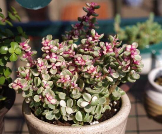 雅樂之舞怎么養(yǎng)才變紅，教你五種最快速變紅好方法"