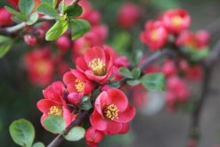 哪種海棠花有毒，其中鐵海棠毒性較大"