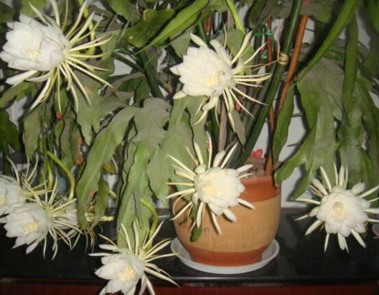 曇花怎么養(yǎng)，注意盆土是關鍵/肥水要合理"