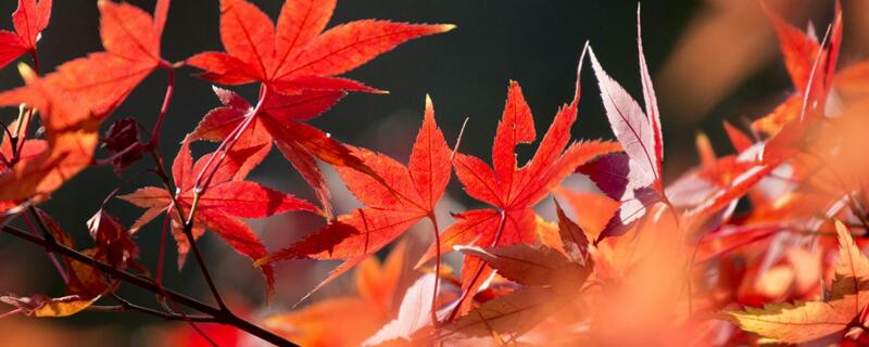 一片楓葉的寓意"