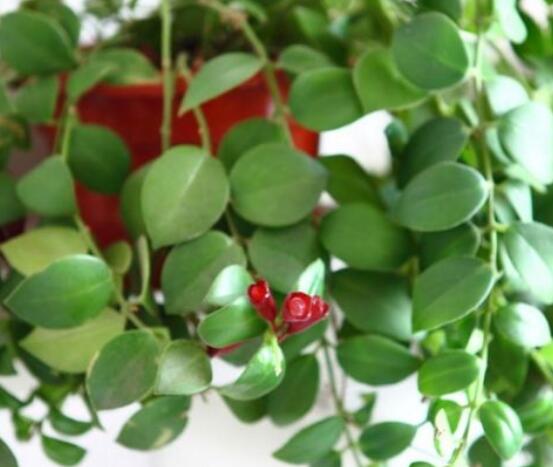 口紅吊蘭怎么繁殖，老農(nóng)教你六個簡單步驟盆盆爆滿"
