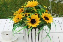 盆栽向日葵如何養(yǎng)殖，保證盆土適宜以及光照充足