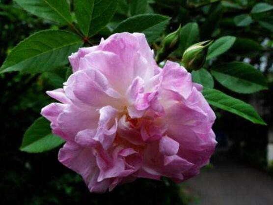 薔薇花種子怎么種，盤點(diǎn)薔薇花種子種法"