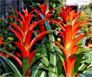 促使鴻運(yùn)當(dāng)頭開(kāi)花的竅門(mén)是什么"