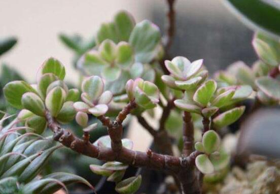 雅樂之舞水培怎么養(yǎng)，勤換水、保持合適溫度光照/前期養(yǎng)護"