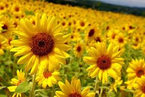 向日葵花期多久，向日葵不開花的原因"