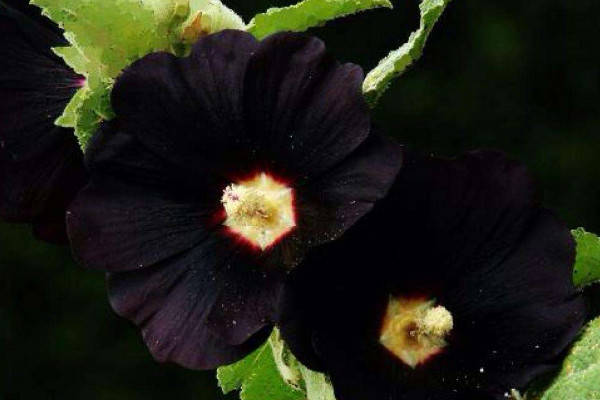 世界上花語為復(fù)仇的花，黑色曼陀羅/黑百合/天仙子等"