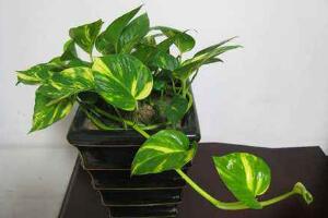 綠蘿好養(yǎng)嗎，綠蘿的養(yǎng)殖方法和注意事項(xiàng)"