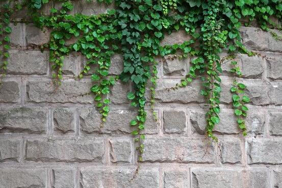 怎樣讓常春藤長(zhǎng)得快，教你六個(gè)要點(diǎn)生長(zhǎng)枝繁葉茂"