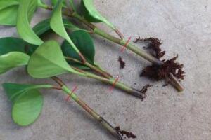 碧玉為什么會(huì)爛根，碧玉爛根怎么辦(換盆換土重新栽培)"