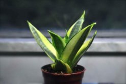 虎皮蘭水培還是土培好，水培的優(yōu)勢非常明顯"