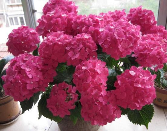 月季花用什么土最好，園土腐葉土泥炭土最為合適(營(yíng)養(yǎng)全面)"