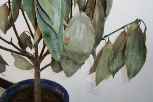 平安樹(shù)爛根怎么辦，平安樹(shù)爛根處理方法"