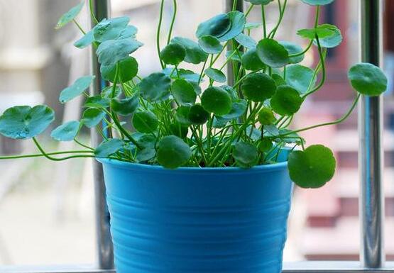 銅錢(qián)草焉了怎么回事，多半是澆水和光照不當(dāng)導(dǎo)致"