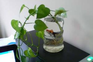 水培綠蘿可以養(yǎng)魚嗎，綠蘿怎么水培方法圖解"