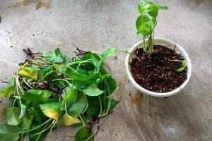 綠蘿爛根是什么原因，綠蘿爛根怎么辦"